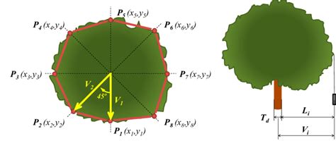 Vertical Tree Crown Projection's Mean Vector measurement method (left)... | Download Scientific ...