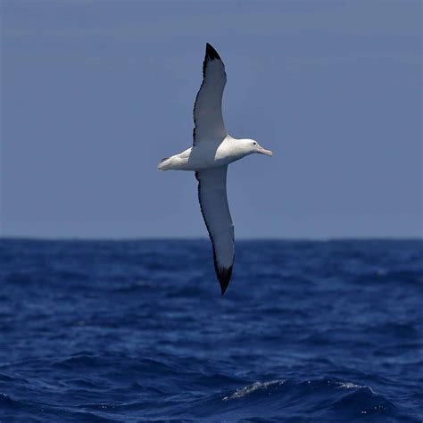 Wandering Albatross: 11 Cool Facts About the Subarctic Bird