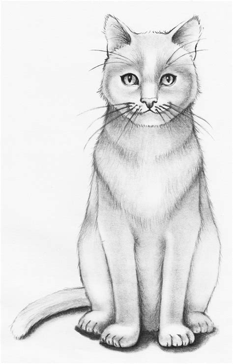 How to Draw a Realistic Cat Step-by-step - Udemy Blog