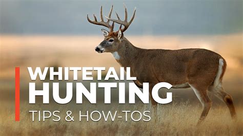 Whitetail Hunting Tips & How-To's