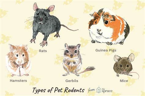 10 Best Small Rodents to Keep as Pets