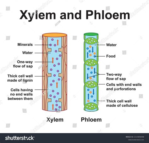 Phloem Diagram