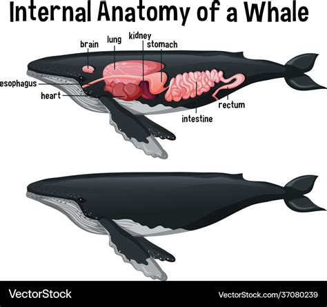 Blue Whale Anatomy Diagram