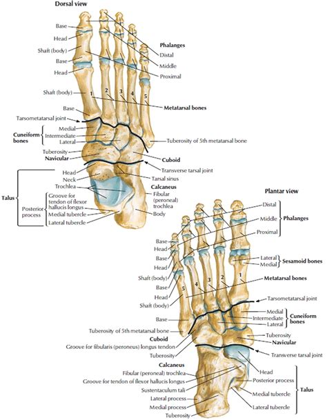 Diagram Of Foot Bones