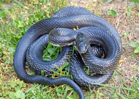 8 myths about Snakes in India which are believed to be true - Bro4u Blog