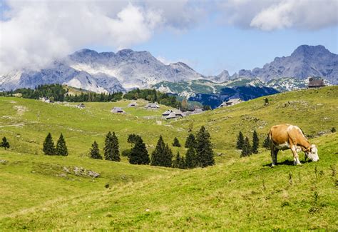 landscape cow pasture and grazing 4k HD Wallpaper