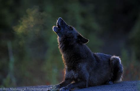 Howling wolf at sunrise | Denali National Park, Alaska. | Photos by Ron Niebrugge