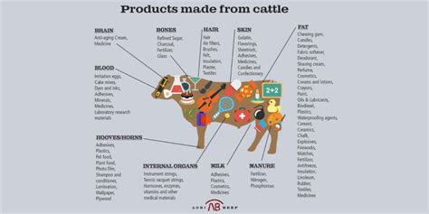 A Cow in My Marshmallow? And Other Ways to Avoid Waste | Explore Animal Health