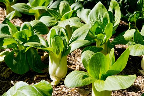 Bok Choy Care: Tips For Growing Bok Choy Plants