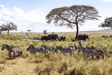 Grassland Animals And Plants Names