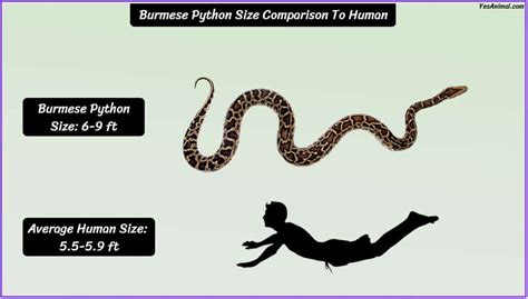 Burmese Python Size: How Big Are They Compared To Others?