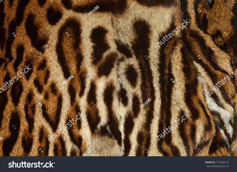 King Cheetah Skin Pattern Stock Photo 171309116 - Shutterstock