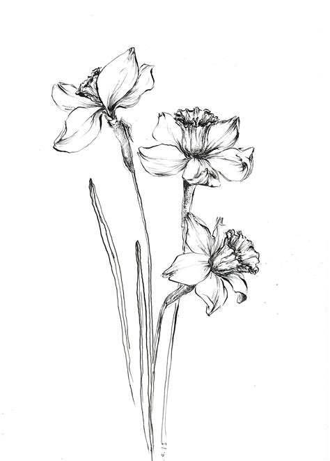 Narcissus Sketch, Narcissus Arwork, Flower Sketch Art, Flower Ink Wall ...