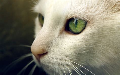 animals, Cat, Green Eyes, Closeup Wallpapers HD / Desktop and Mobile ...