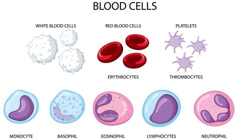 Exploring the Mechanisms of Beta Cell Regeneration for Diabetes ...