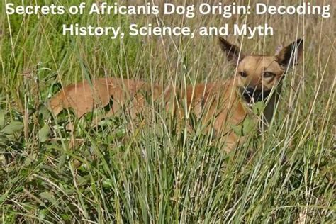 Secrets Of Africanis Dog Origin: Decoding History, Science, And Myth » Dog Discussions