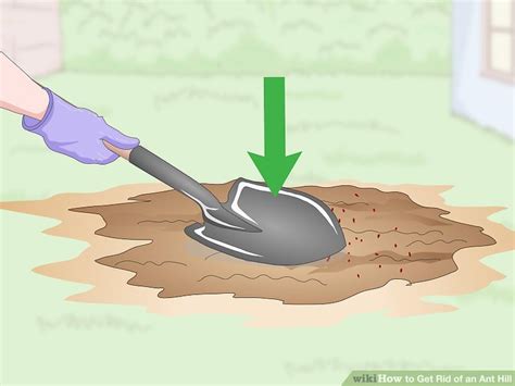 4 Easy Ways to Get Rid of an Ant Hill - wikiHow