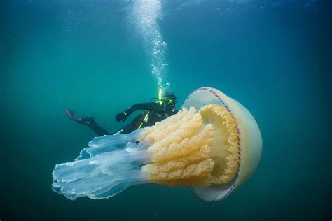 Stunning picture of giant jellyfish twice the size of a diver among the best photos of the year ...