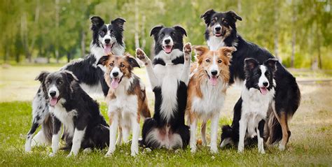 224 Great Border Collie Names