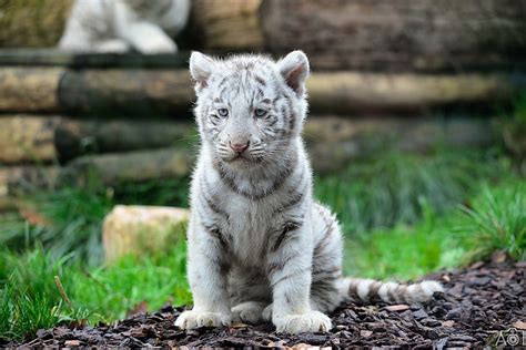 Baby White Tiger Cubs