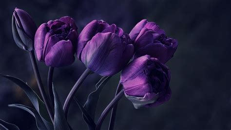 Purple Tulips Wallpaper Background