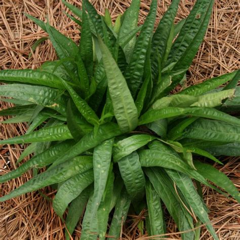 Carex plantaginea Seersucker Sedge from Sandy's Plants