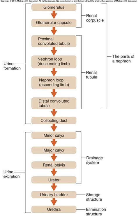 Urine formation diagram Diagram | Quizlet