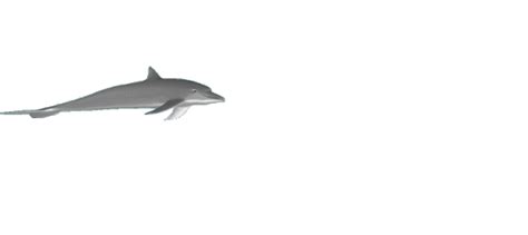 Animated Dolphins - Images and Videos of Cute and Playful Dolphins