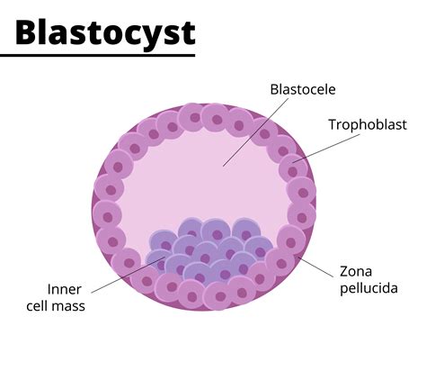 3D cell culture technology: Blastocysts – Celvivo