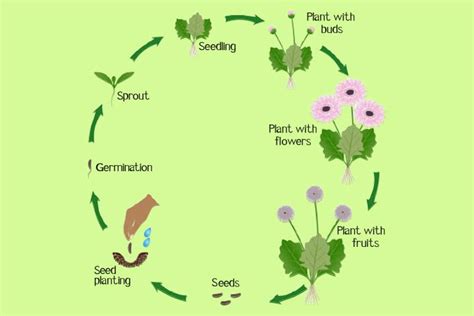 Life Cycle Of A Flowering Plant Diagram For Kids