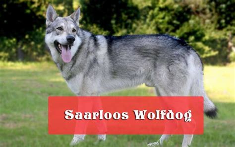 Saarloos wolfdog | Saarloos wolfhound appearance and HD photos