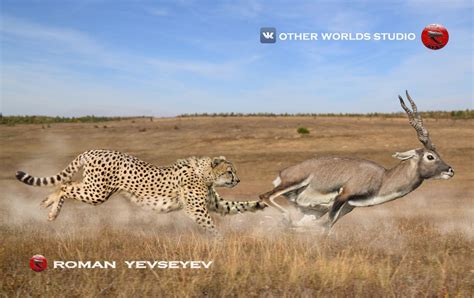 Giant Cheetah (Acinonyx pardinensis) chasing a Gazellospira : r/Naturewasmetal