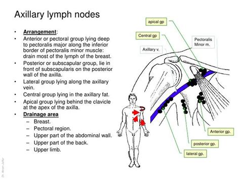 Pictures Of Axillary Lymph Nodes