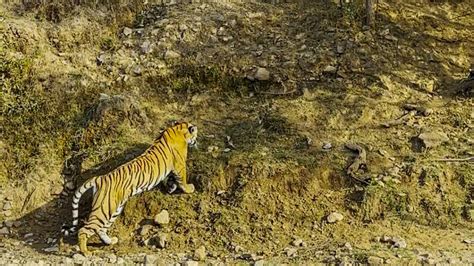 Tigress Fights Male Tiger to Protect her Cub - India