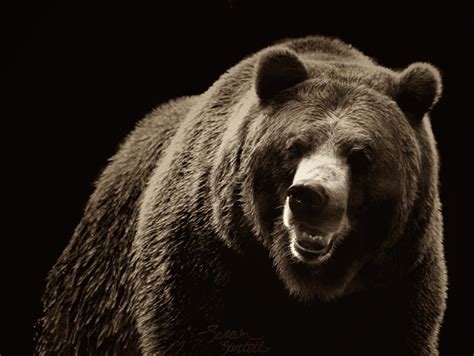 Grizzly Bear HD Wallpaper - WallpaperSafari