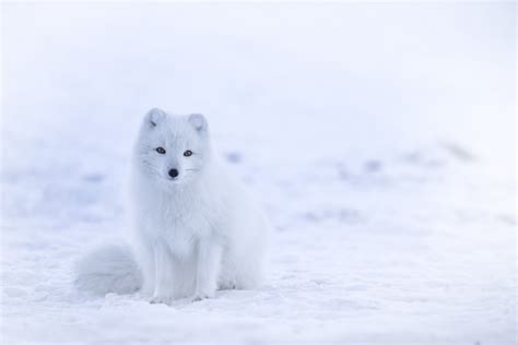 歷 Wild & native animals that live in Norway: 力 Norwegian wildlife