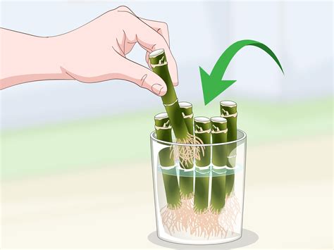 How to Propagate Lucky Bamboo: 14 Steps (with Pictures) - wikiHow