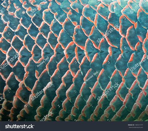 17,857 Fish Scales Macro Images, Stock Photos & Vectors | Shutterstock