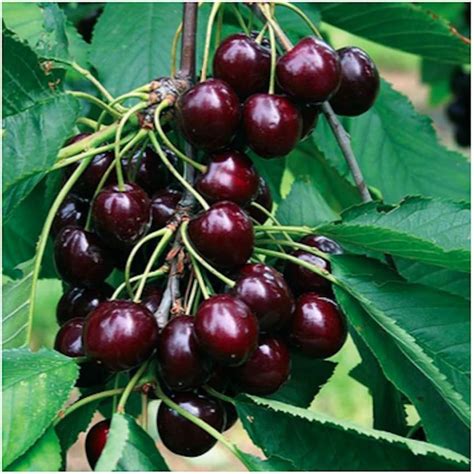 Amazon.com : Black Cherry Fruit Tree Seeds, 25+ Premium Quality Tree ...