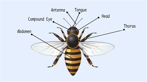 Parts Of A BEE: Useful Bee Anatomy With Pictures • 7ESL, 58% OFF