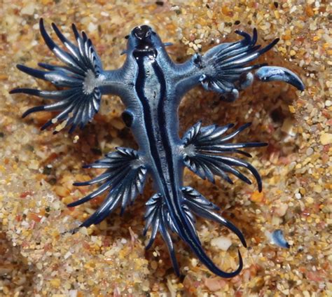 Genus Glaucus · iNaturalist