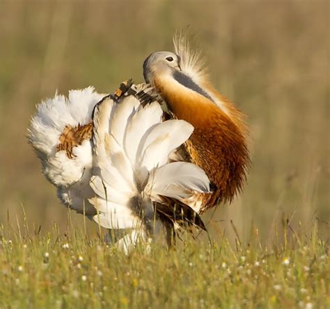 Great Bustard-Birding Day Tour Algarve