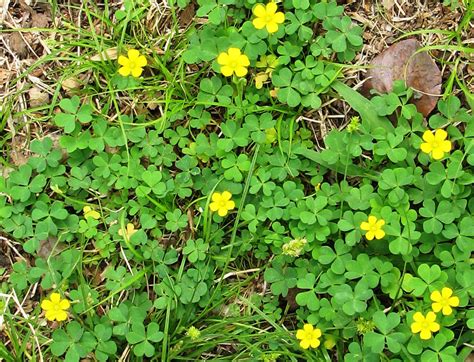 Yellow Woodsorrel - WeedAlert