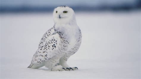 Snowy Owl Habitat Images - Asesores