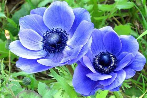 Anemone coronaria 'Blue Poppy'