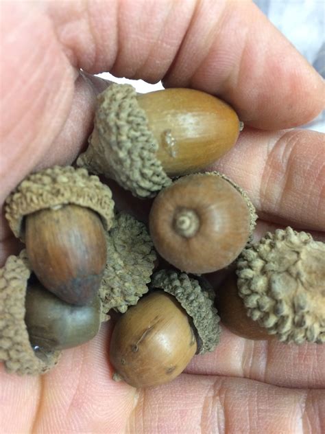 Dried Acorns Nuts - Oak Nut In Shell Natural x 200g on Storenvy