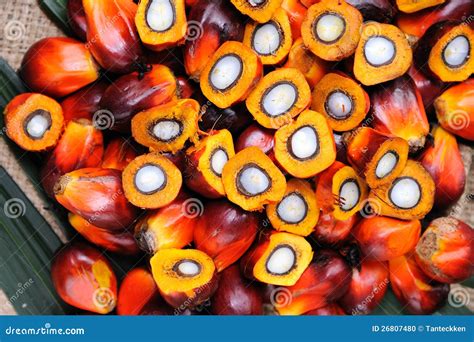 Palm Oil Seeds Stock Photo - Image: 26807480