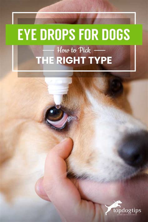 Are Eye Drops Safe For Dogs