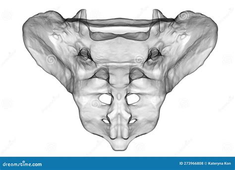 A 3D Medical Illustration Of The Sacrum Bone | CartoonDealer.com #273966808