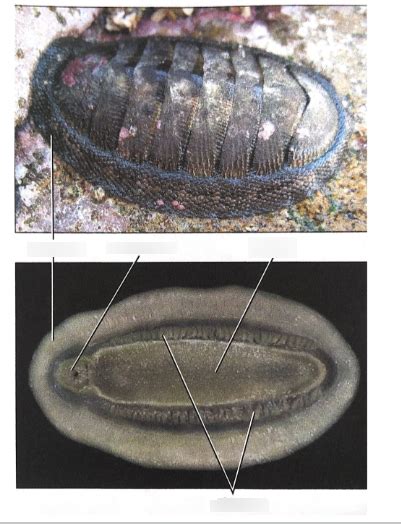 Phylum Mollusca - Class Polyplacophora - Chiton Anatomy Diagram | Quizlet